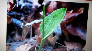 Vd1 Lifecycle of Ophioglossum [upl. by Teak462]