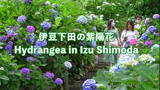 Izu Shimoda Hydrangea Festival 2022  Japans number one hydrangea  Hydrangea in Izu Shimoda [upl. by Neff894]