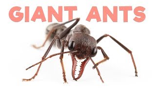 Ant Room Tour  Giant Bull Ants [upl. by Ennyletak466]