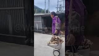 The use of balance bike in farm work [upl. by Salvadore161]