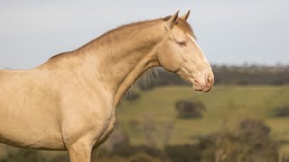 SOLD Piro Free Lusitano Stallion with stunning cremello color REF835 [upl. by Nalyorf]