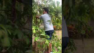 Soursop  Guyabano follow fruit healthy nature harvest farming soursop guyabano [upl. by Enilkcaj]