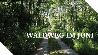 Waldspaziergang Waldweg ∷ Vogelstimmen Insekten summen ∷ Waldgeräusche ∷ Natur ASMR [upl. by Sibbie]