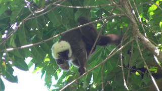 Madagascar Masoala National Park [upl. by Chaudoin]