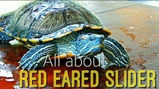 How to care Red Eared Slider turtle Hindi [upl. by Dumah]