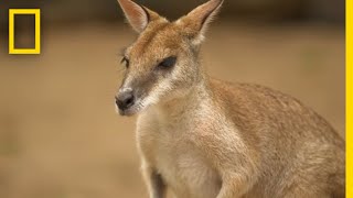 The Kangaroo is the Worlds Largest Hopping Animal  National Geographic [upl. by Hoagland717]