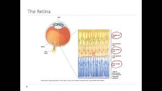 OSSM Neuro Chapter 9  Layers of the Retina [upl. by Rask]