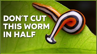 Dont Cut ✂️ This Worm in Half  Nature Nuggets [upl. by Walkling]