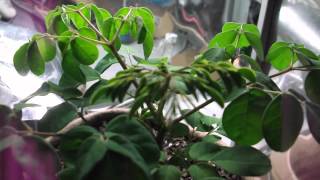 Moringa Oleifera Indoor Grow [upl. by Yvaht]