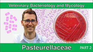 Pasteurellaceae Part 2  Veterinary Bacteriology and Mycology [upl. by Murray978]