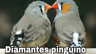 Nuevo proyecto Diamantes pinguino  formando una pareja para la reproducion [upl. by Annaliese]