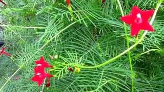 Cypress Vine Ipomoea quamoclit Lisas Landscape amp Design quotPlant Pick of the Dayquot [upl. by Aidyn]