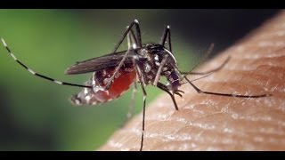 Virus Zika  une urgence de santé mondiale  Le Magazine de la santé [upl. by Ellehcam84]