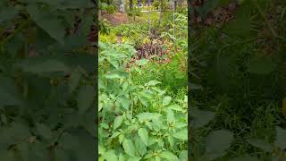 gooseberries tinotino chinesegarden singapore viralvideo fruit shortvideo [upl. by Aniluj337]