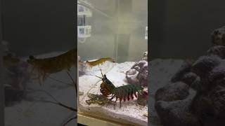 Feeding my Mantis Shrimp a MASSIVE SHRIMP [upl. by Ongineb]