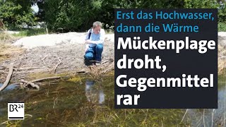 Erst Hochwasser dann Wärme – und Mücken Insektenforscher warnen vor Plage  Abendschau  BR24 [upl. by Ena683]