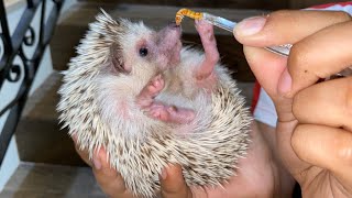 ERIZO COMIENDO TENEBRIOS😱🦔😂Las Mascotas de Peluche [upl. by Ahsilem]