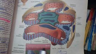 RENAL PATHOLOGY lecture 12a RAPIDLY PROGRESSIVE GLOMERULONEPHRITIS must watch to get it [upl. by Helen]