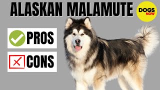 Alaskan Malamute 101  Pros and Cons of Owning [upl. by Sawyor]