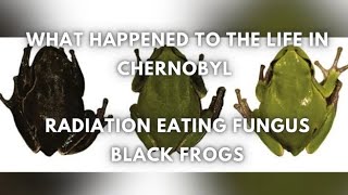 What happened to life in chernobyl [upl. by Nomahs774]