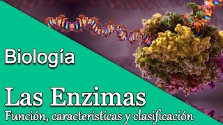 Clase de Biología Las Enzimas función características y clasificación [upl. by Naamana]