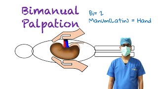 Bimanual Palpation [upl. by Siberson]