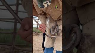 Using nippers to build a “shelf” and trim a hoof instructive mule horse farrier asmr [upl. by Pyotr861]