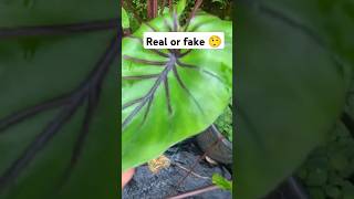 Colocasia varieties available cheapest rate plants gardening malayalam indoorplants waterplants [upl. by Annabel]