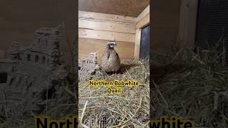 Northern BobWhite Quail animallover quails birdslover birdsounds homestead fy nature cute [upl. by Uuge697]