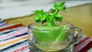 How To Grow Care and Harvesting Celery from a Stalk  Regrow Vegetable From Cutting [upl. by Siobhan]