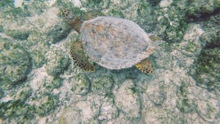 Maldives 2023 Snorkeling Cinnamon Dhonveli [upl. by Shetrit479]