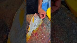 Yellow fish cutting seafish seafood fish trending fishing shorts food new viralvideo [upl. by Antonin]