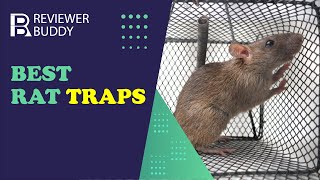 5 Best Rat Traps of 2022 [upl. by Carbo965]