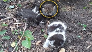 The Boy Couldnt Figure Out Where the Meowing was Coming from Until His Dog Found the Broken Ground [upl. by Ellesirg]