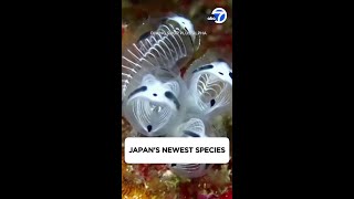 Japans newest species is a skeleton panda sea squirt [upl. by Sender861]