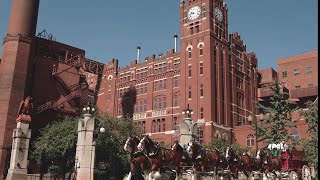 Anheuser Busch announces Clydesdales will return to Busch Stadium for home opener [upl. by Jolenta449]