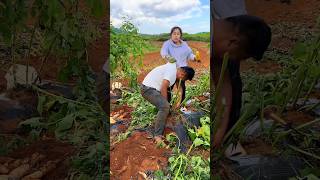 Sweet Potatoes 🍠🍠 Harvesting from Farm With Rural Farmer Activites 👍 shorts youtubeshorts [upl. by Naples]