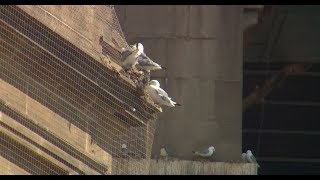 Thousands petition to save protected kittiwakes  ITV News [upl. by Edylc]