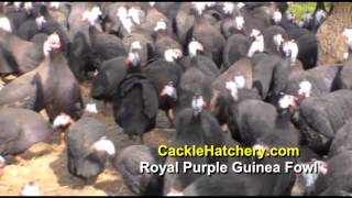 Royal Purple Guinea Fowl Breeder Flock  Cackle Hatchery [upl. by Drusie]