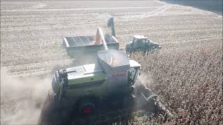 MYERS FARMS SHELLING CORN OCT 17TH 2024 BROWNSVILLE INDIANA CLAAS LEXION 8700 COMBINE [upl. by Graehme]