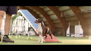 Dog  Agility Training – 4 Paws 2015  Competition  Trailer [upl. by Loeb237]