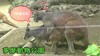 【多摩動物公園】ワラルーのカップル tama zoo [upl. by Legim]