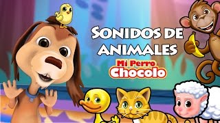 MI PERRO CHOCOLO APRENDE  SONIDOS DE ANIMALES [upl. by Tiloine287]