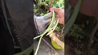 harvestingvideo vegetableharvesting terracegardening rooftopgardening shorts [upl. by Anailil]