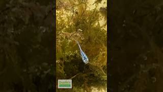 Baby Rice Fish Swimming Amongst Java Moss [upl. by Aivato]