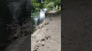 Petite famille de Bernaches sur les bords de Marne [upl. by Mhoj]