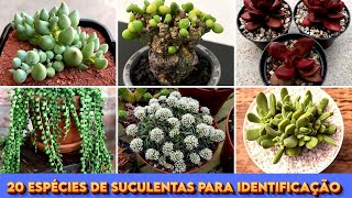 20 ESPÉCIES DE PLANTAS SUCULENTAS E CACTOS PARA IDENTIFICAÇÃO [upl. by Tabb]