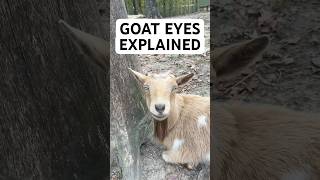 The Secret Behind Goat Eyes [upl. by Enileda]