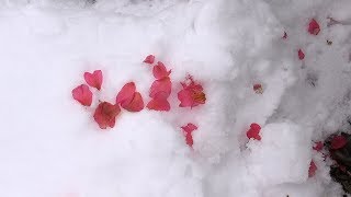 雪とサザンカ Flowers and Snow  Beautiful Winter Flower in Japan [upl. by Gonzalez]