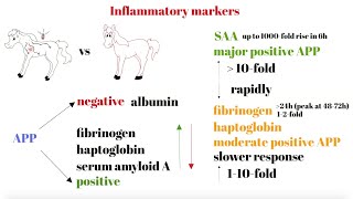 Inflammatory markers in horses  Vet students [upl. by Nivre]